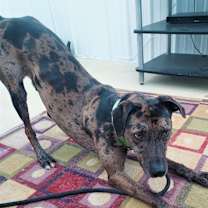 Thumbnail photo of Duke #4