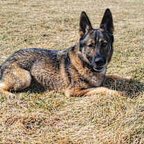 Thumbnail photo of Kenai #2