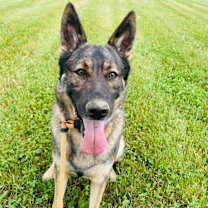 Thumbnail photo of Kenai #3