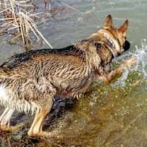 Thumbnail photo of Kenai #4