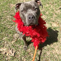 Thumbnail photo of Big Boy Bleu #1