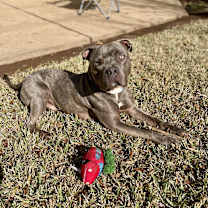 Thumbnail photo of Big Boy Bleu #4