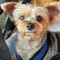 Thumbnail photo of Bruno #3