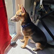 Thumbnail photo of Ellie aka Eddy #2