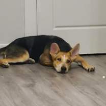 Thumbnail photo of Ellie aka Eddy #3