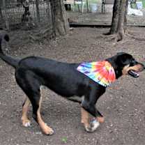 Thumbnail photo of Scout #4