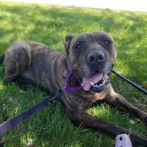 Thumbnail photo of Dually #2