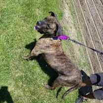 Thumbnail photo of Dually #3