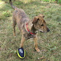 Thumbnail photo of Brodie #2