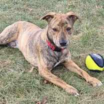 Thumbnail photo of Brodie #3