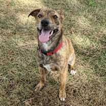 Thumbnail photo of Brodie #4
