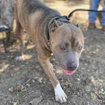 Thumbnail photo of CLYDE #1