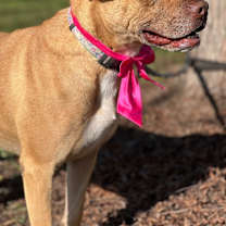 Thumbnail photo of Nile #2