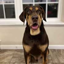 Thumbnail photo of Bandit #2