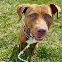 Thumbnail photo of Missy #4