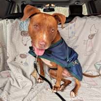 Thumbnail photo of Missy #2