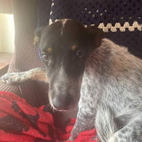 Thumbnail photo of Maggie #2