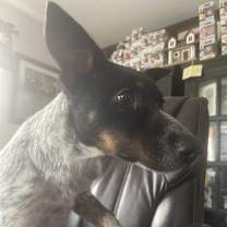 Thumbnail photo of Maggie #3