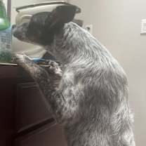 Thumbnail photo of Maggie #4
