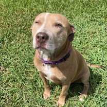 Thumbnail photo of Cocoa #1