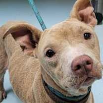 Thumbnail photo of Duchess #1