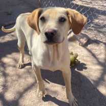 Thumbnail photo of Potpie #1