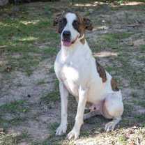 Thumbnail photo of Woody #1