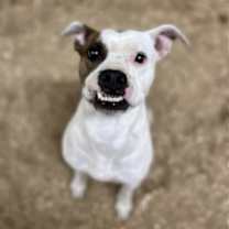 Thumbnail photo of Poe & Fluffy #1