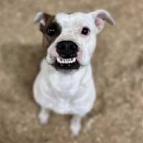 Thumbnail photo of Poe & Fluffy #2