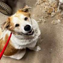 Thumbnail photo of Poe & Fluffy #3