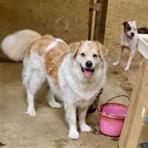 Thumbnail photo of Poe & Fluffy #4