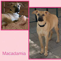 adopt-pet