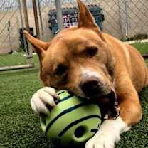 Thumbnail photo of Riley #3