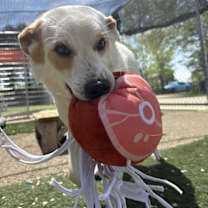 Thumbnail photo of Lily #2