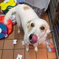 Thumbnail photo of Lily #3