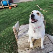 Thumbnail photo of Lily #4