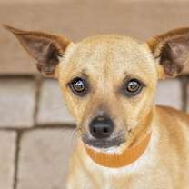 Thumbnail photo of Carlito #1