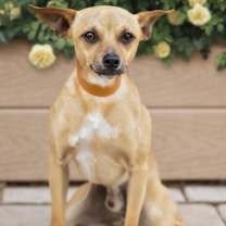 Thumbnail photo of Carlito #2