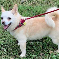 Thumbnail photo of Cupcake #2