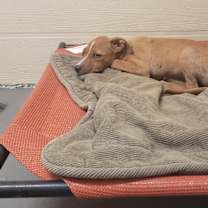 Thumbnail photo of Marshall #3