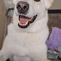 Thumbnail photo of Toby GSD #1