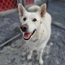 Thumbnail photo of Toby GSD #2