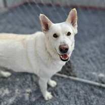 Thumbnail photo of Toby GSD #3