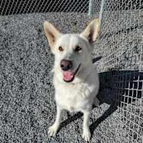 Thumbnail photo of Toby GSD #4