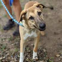 Thumbnail photo of Savannah #1