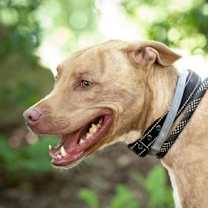 Thumbnail photo of Levi #1