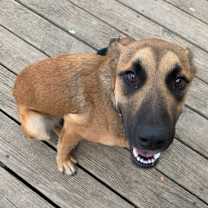 Thumbnail photo of Maple #2