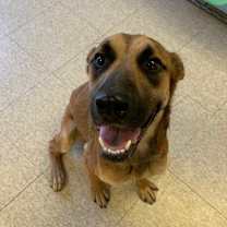 Thumbnail photo of Maple #3