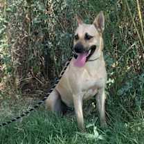 Thumbnail photo of Patter (Hemming) #2