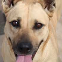 Thumbnail photo of Patter (Hemming) #4